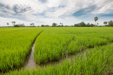 Fototapeta na wymiar rice field on clouds sky background