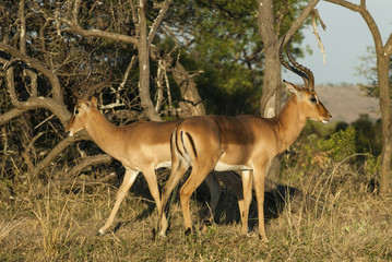 Impala South Africa