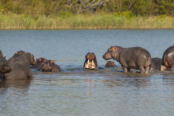 HIPPOPOTAMUS 
