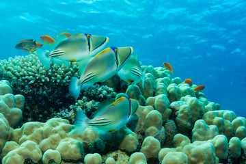 Picasso-Drückerfische