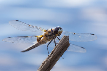 dragonfly sitting on a branch