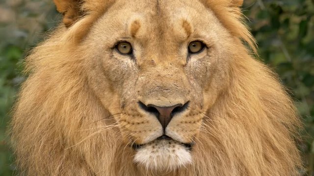 Southwest African lion's portrait