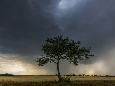 Thunderstorm above a tree.