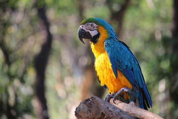 Alone Macaw eating nut