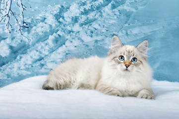 Siberian kitten in snowy forest