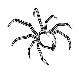 Spider Sketch - clip-art vector illustration 
