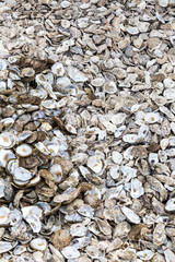 Oyster Shells