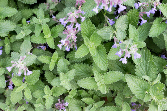 Catnip or catmint green herb background 