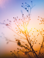 Dried flowers on a background sunset