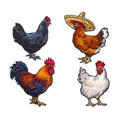vector cartoon hand drawn sketch chicken set. Brown blue, white colored rooster, cock, dark blue colored, brown chicken in sombrero. Isolated illustration on a white background. Farm poultry chicken