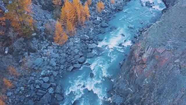 Aerial - Flight over a mountain autumn river. The water is turquoise and the larch is yellow. Flight in a beautiful mountain valley