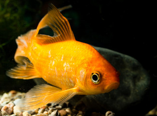 goldfish floating in an aquarium at home