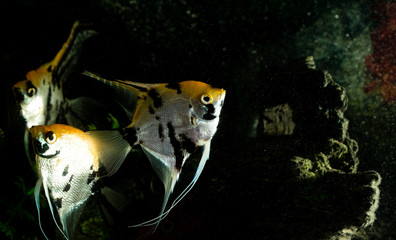 a fish floats in an aquarium at home