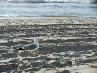 Möve am Strand