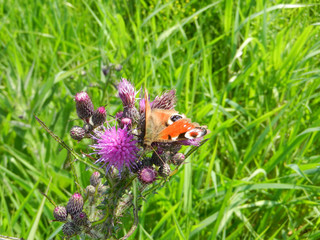 Schmetterling an Blume