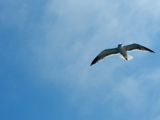 Möve fliegt im Himmel