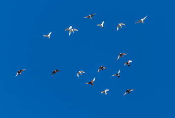 A flock of pigeons on a blue sky