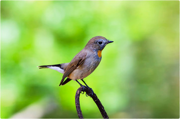 Red-throated Flycatcher