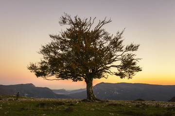 Fototapeta na wymiar Paisaje con árbol en otoño