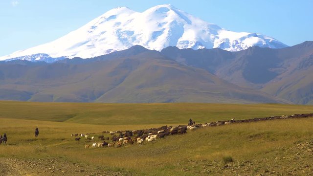 Flock of sheeps with shepherds in the mountains. Russia, caucasus. mount Elbrus on the horizon.