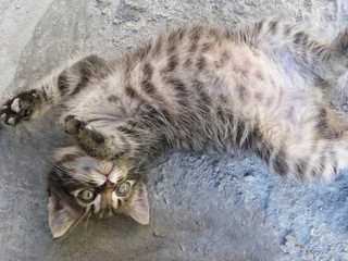 Naklejka na ściany i meble cute kitten lying on his back