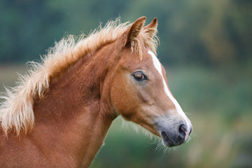 The foal close up