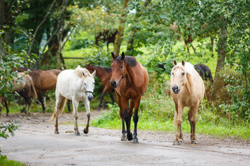 Herd of horses on the road