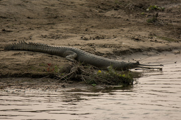 Gharial at the bank of rapti river in Chitwan national park in Nepal