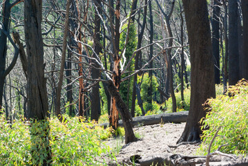 Kinglake bushfire regrowth clearing