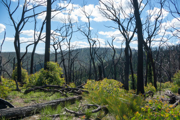 Kinglake bushfire regrowth scene
