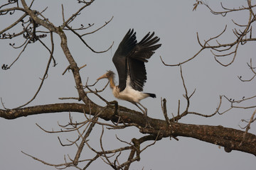 Argala Marabu taking off in Chitwan National Park in Nepal