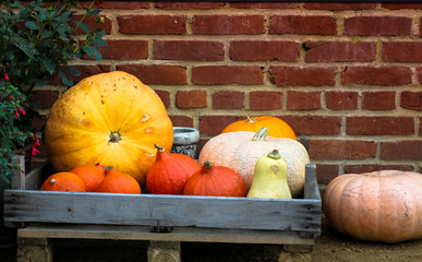 Fresh pumpkins and squashes inside a wooden crate on top of a wooden pallet and against a barn red brick wall background.