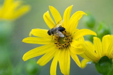 jerusalem artichokes with bee