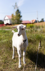 a portrait of a goat in the pasture