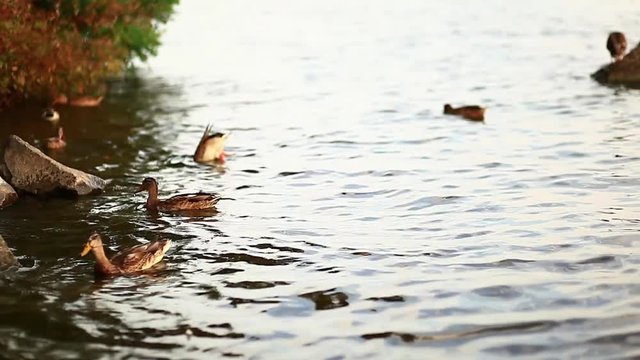 Mallard duck standing by lake