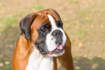 English Bulldog Close-up