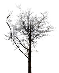 bare dence tree with long branch on white