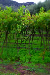 Weinreben, Vitis am Gardasee in Italien, abstrakte rote Weintrauben Reben