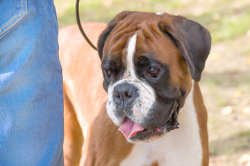 English Bulldog Close-up