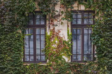 Window with vegetation