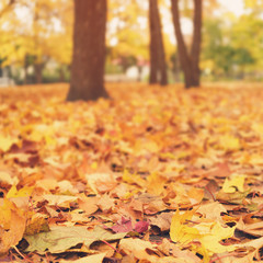 bright autumn leaves on the ground