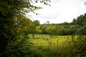 Small Trees Amager F&aelig;lled 