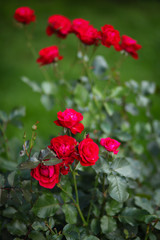 Obraz na płótnie Canvas куст роз цветёт в саду