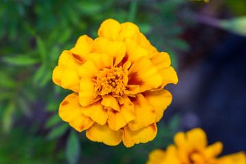 french marigold