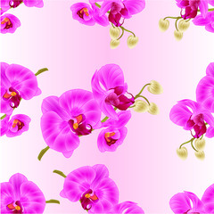 Fototapeta na wymiar Seamless texture orchid purple Phalaenopsis closeup stem with flowers and buds vintage vector editable illustration hand draw
