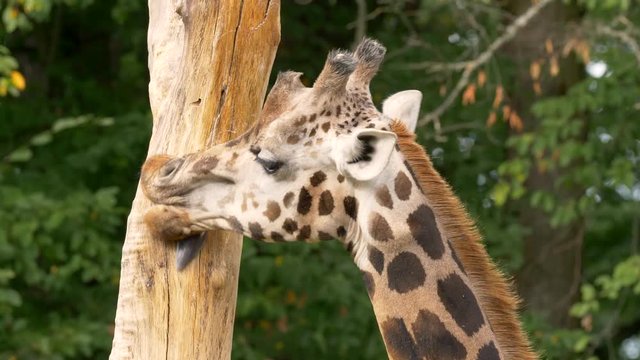 Rothschild's giraffe 