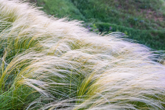 Field with feather grass Stipa beautiful landscape