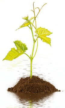 plant de vigne sur motte de terre immerg&eacute;e 