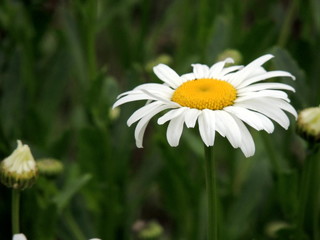 Obraz premium chamomile