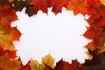 Frame of beautiful autumn maple leaves on a white background.